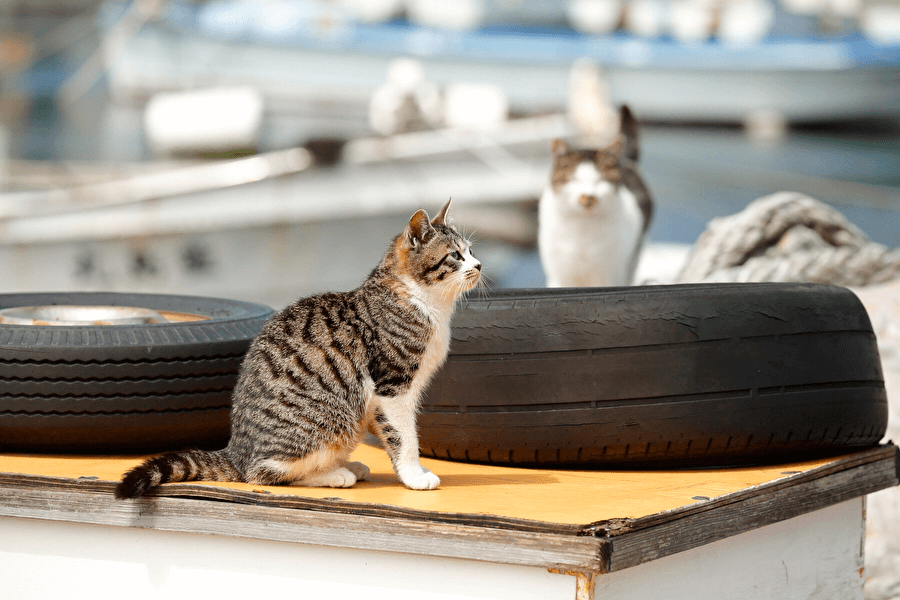 猫の島 藍島（あいのしま）